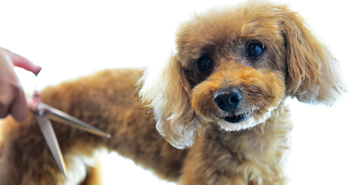 トリミングサービス