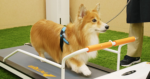 フィットネスコース